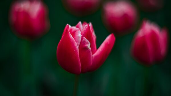 Vagina Tulipano: Cos’è e Come Accettarla